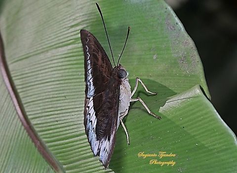 The powdered baron, Euthalia monina salia  Euthalia monina,Geotagged,Indonesia,Powdered Baron,Winter