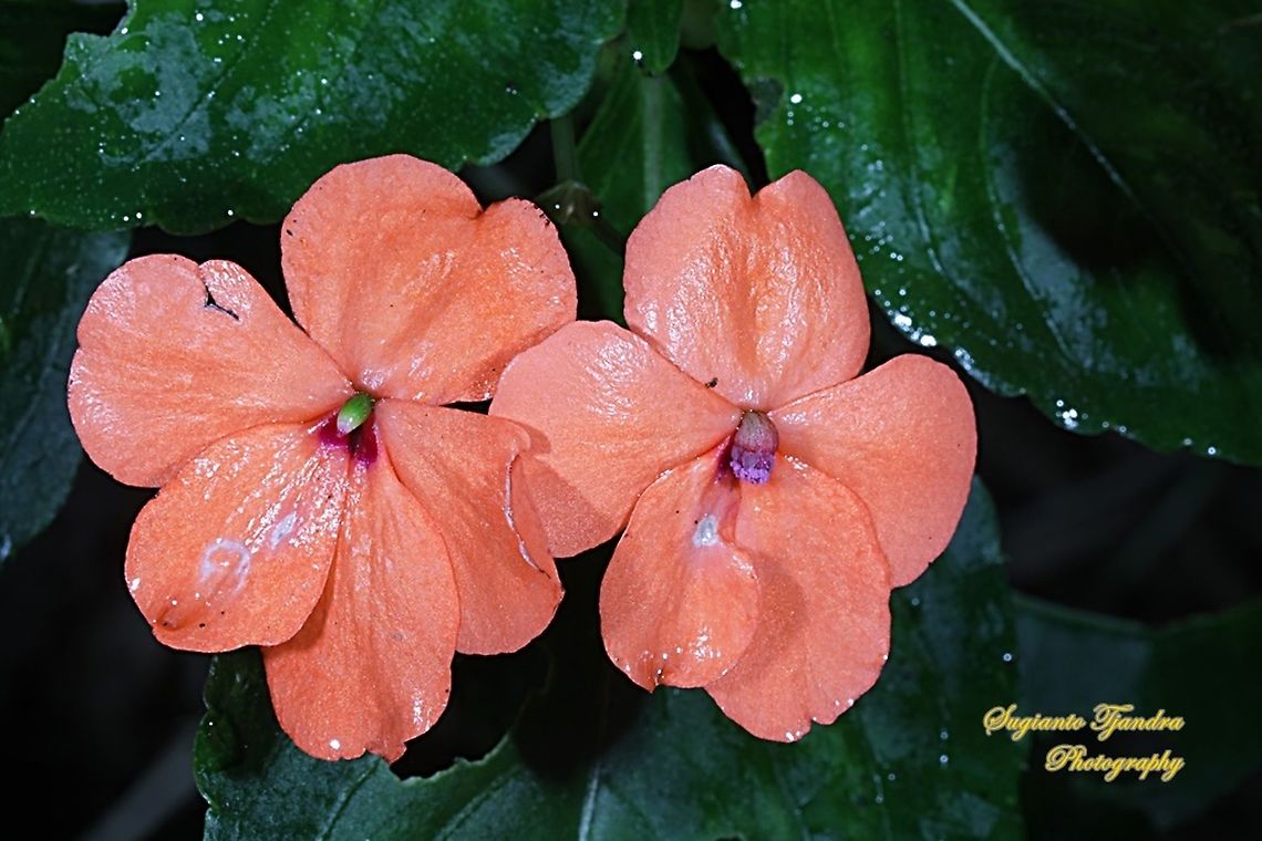Impatiens flowers, Impatiens walleriana  Busy Lizzy,Geotagged,Impatiens walleriana,Indonesia,Winter