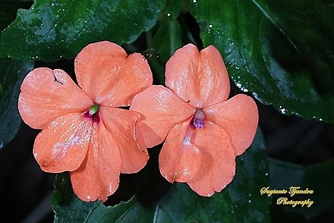 Impatiens flowers, Impatiens walleriana  Busy Lizzy,Geotagged,Impatiens walleriana,Indonesia,Winter