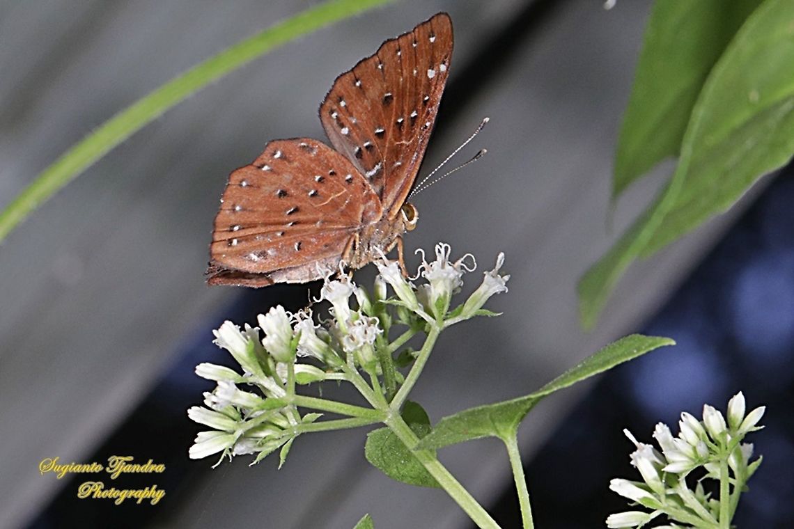 The Punchinello Butterfly, Zemeros flegyas javanus,  (family Riodinidae)  Geotagged,Indonesia,Punchinello,Winter,Zemeros flegyas