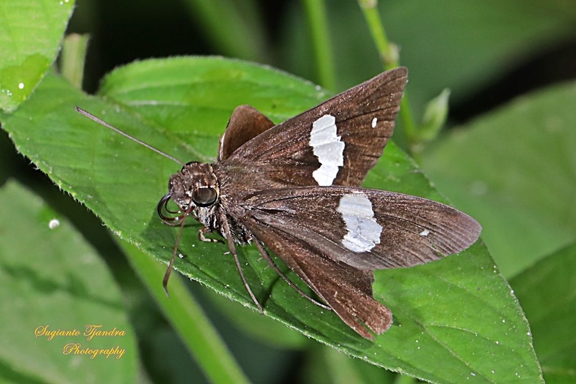 Skipper Butterfly, Common Banded Demon, Notocrypta paralysos  Common banded demon,Geotagged,Indonesia,Notocrypta paralysos,Winter