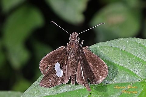 Skipper Butterfly, Common Banded Demon, Notocrypta paralysos  Common banded demon,Geotagged,Indonesia,Notocrypta paralysos,Winter
