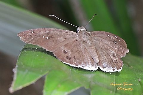 The Common Snow Flat butterfly, Tagiades japetus enganicus  Geotagged,Indonesia,Pied flat,Tagiades japetus,Winter