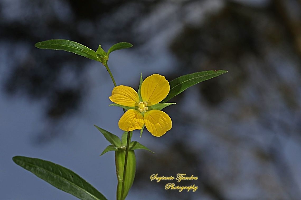 Yellow wild flowers have 4 petals (Primrose willow), Ludwigia octovalvis  Geotagged,Indonesia,Ludwigia  octovalvis,Mexican Primrose-Willow,Winter