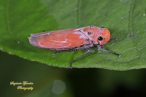 Orange leafhopper, Bothrogonia addita  Bothrogonia addita,Fall,Geotagged,Indonesia