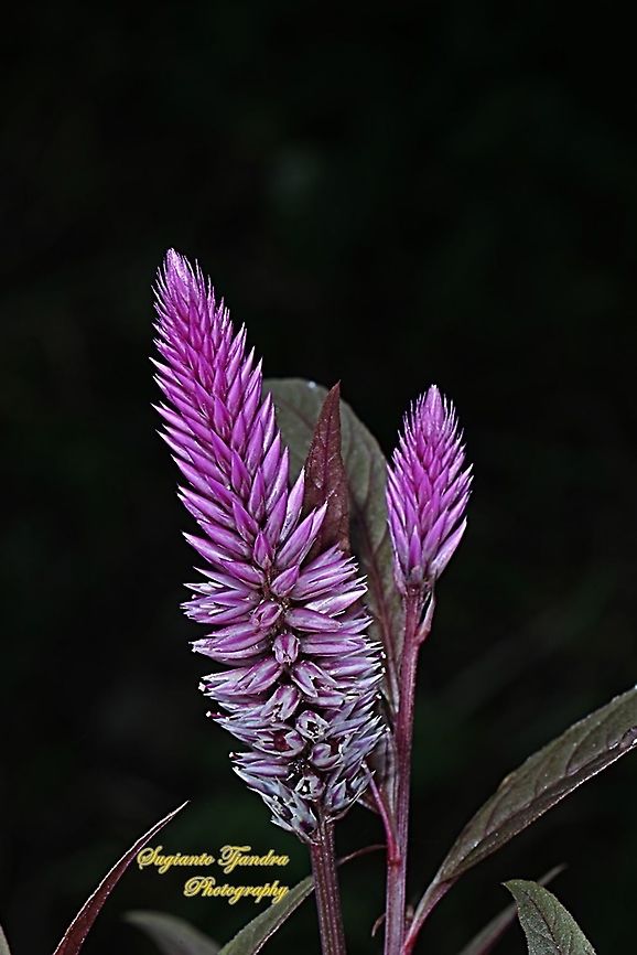 Flamingo feather, Celosia spicata,Amaranthaceae  Celosia spicata,Fall,Geotagged,Indonesia,Spiked cockscomb