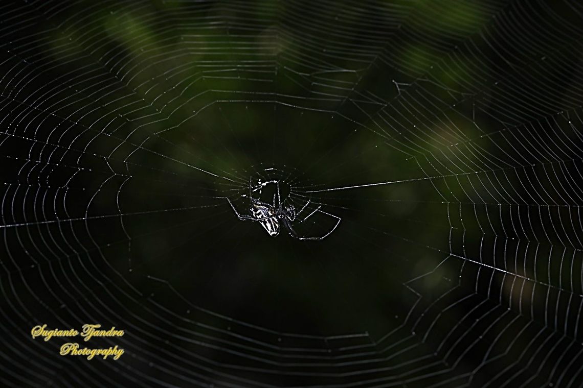 The Pear-shaped Leucauge Spider, Opadometa Fastigata  Geotagged,Indonesia,Opadometa fastigata,Pear-shaped Leucauge,Winter