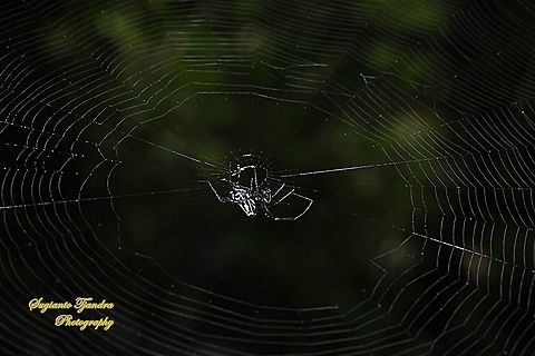 The Pear-shaped Leucauge Spider, Opadometa Fastigata  Geotagged,Indonesia,Opadometa fastigata,Pear-shaped Leucauge,Winter