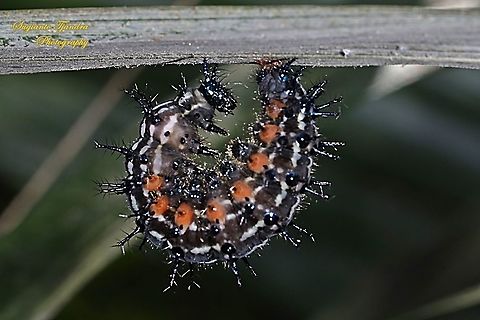 Doleschallia bisaltide Caterpillar - prepare to next stage pupa  Autumn leaf,Doleschallia bisaltide,Geotagged,Indonesia,Winter