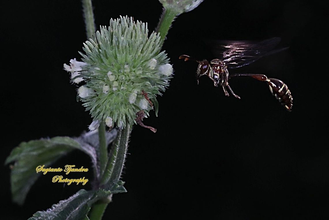 Potter Wasp, Vespidae  Geotagged,Indonesia,Winter