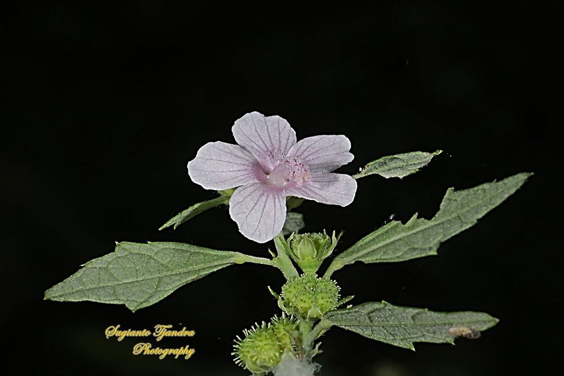 Caesarweed flower, Urena lobata  Caesarweed,Geotagged,Indonesia,Urena lobata,Winter