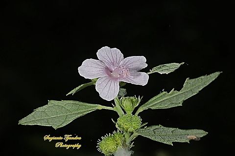 Caesarweed flower, Urena lobata  Caesarweed,Geotagged,Indonesia,Urena lobata,Winter