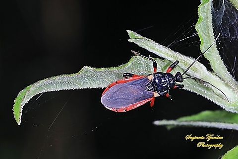 Millipede Assassin Bug, Ectrichodiinae, Reduviidae  Geotagged,Indonesia,Winter