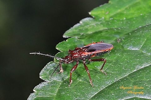 Millipede Assassin Bug, Ectrichodiinae, Reduviidae  Geotagged,Indonesia,Winter