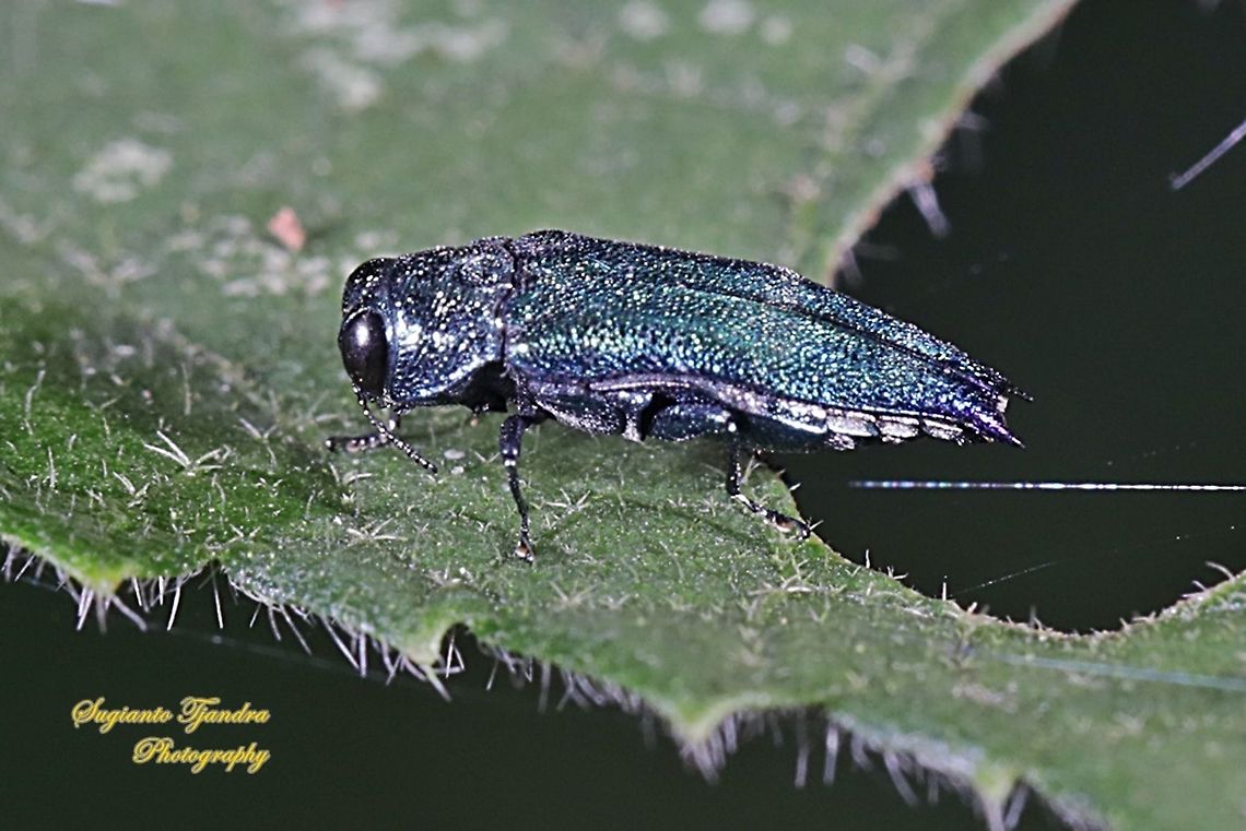 Spiral borer beetle (Agrilus acutus)  Agrilus acutus,Geotagged,Indonesia,Winter