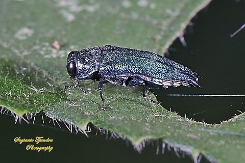 Spiral borer beetle (Agrilus acutus)  Agrilus acutus,Geotagged,Indonesia,Winter