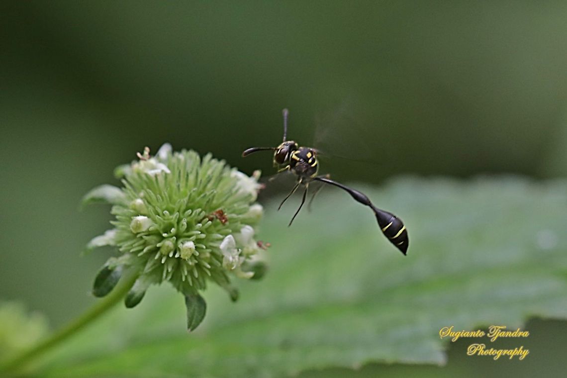 Potter Wasp, Vespidae  Delta unguiculatum,Geotagged,Great potter wasp,Indonesia,Winter
