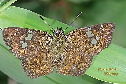 The Fulvous Pied Flat Butterfly, Pseudocoladenia dan dhyana (family Hesperiidae, subfamily Pyrginae)  Fulvous Pied Flat,Geotagged,Indonesia,Pseudocoladenia dan,Winter