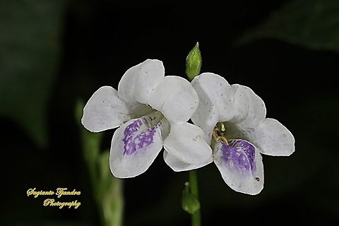 Chinese Violet Weed flower, Asystasia gangetica  Asystasia gangetica,Chinese violet,Geotagged,Indonesia,Winter