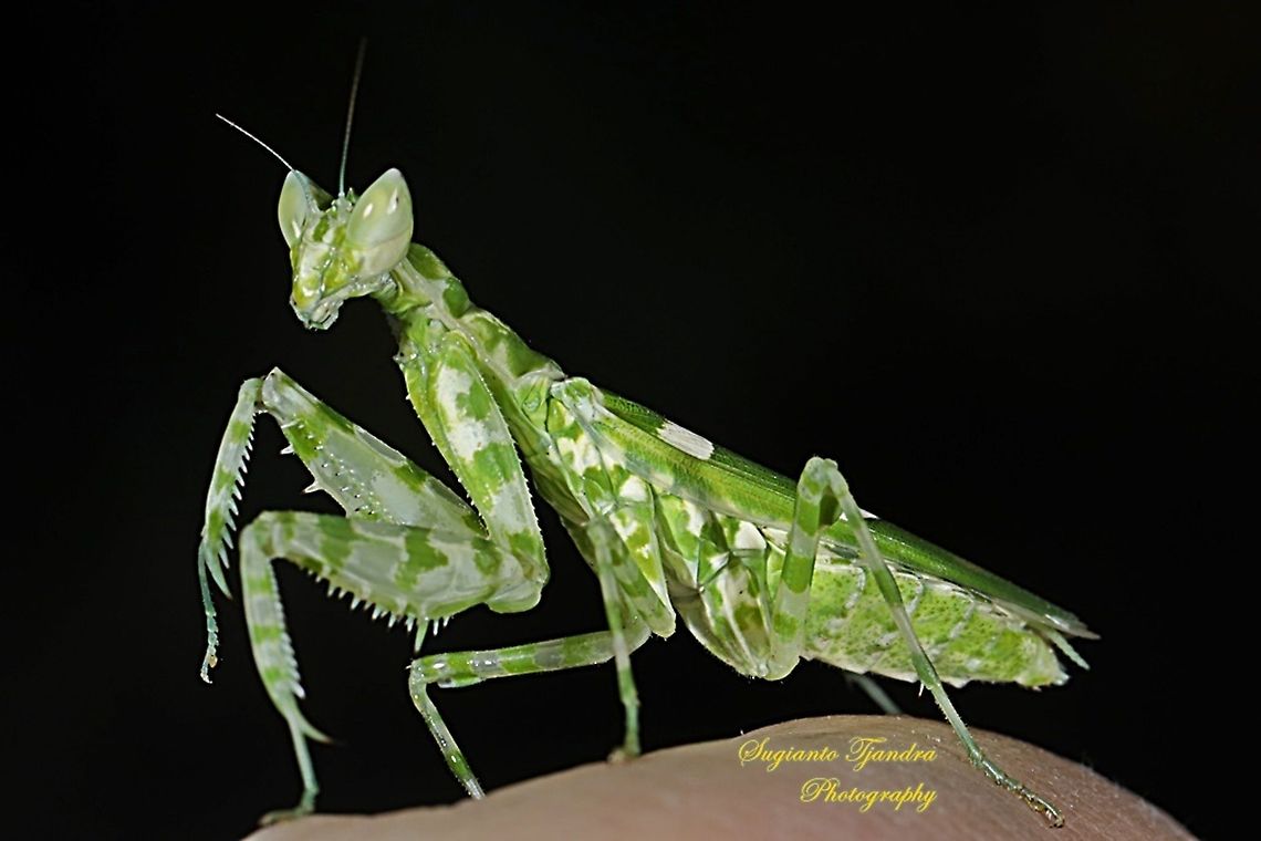 Flower mantis  - Creobroter Sp  Geotagged,Indonesia,Winter