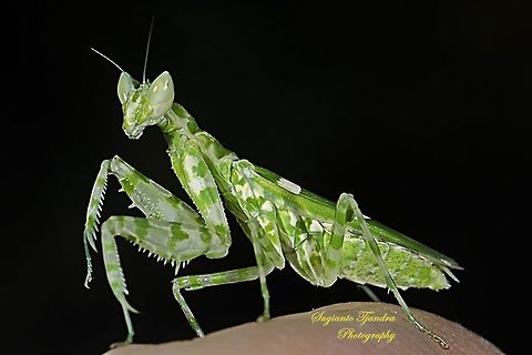 Flower mantis  - Creobroter Sp  Geotagged,Indonesia,Winter