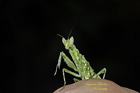Flower mantis  - Creobroter Sp  Geotagged,Indonesia,Winter
