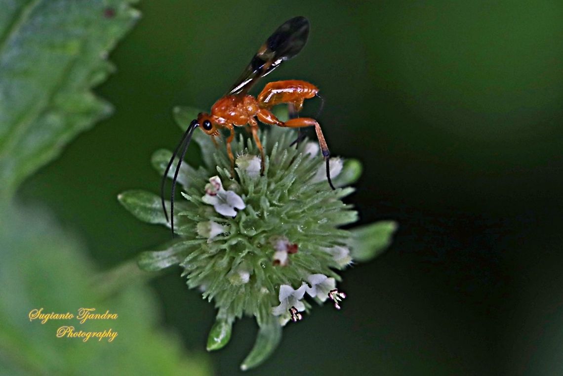 Braconid Wasp (Iphiaulax sp.,Braconidae)  Geotagged,Indonesia,Winter