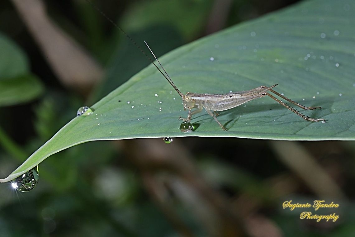 Bush Cricket  Geotagged,Indonesia,Winter