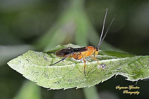 Braconid Wasp (Iphiaulax sp.,Braconidae)  Geotagged,Indonesia,Winter