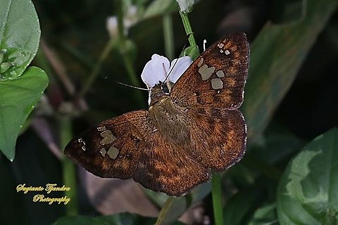 The Fulvous Pied Flat Butterfly, Pseudocoladenia dan dhyana (family Hesperiidae, subfamily Pyrginae)  Fulvous Pied Flat,Geotagged,Indonesia,Pseudocoladenia dan,Winter
