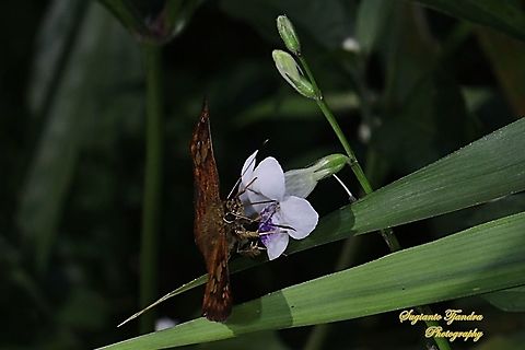 The Fulvous Pied Flat Butterfly, Pseudocoladenia dan dhyana (family Hesperiidae, subfamily Pyrginae) sucking nectar on the Chinese Violet Weed flower, Asystasia gangetica  Fulvous Pied Flat,Geotagged,Indonesia,Pseudocoladenia dan,Winter
