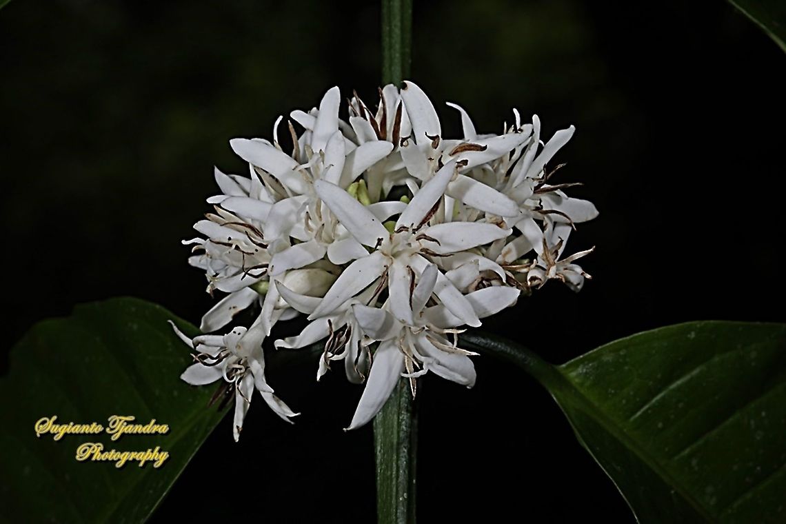 Coffea flower  Geotagged,Indonesia,Winter