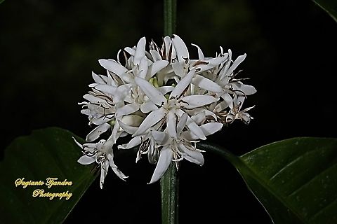 Coffea flower  Geotagged,Indonesia,Winter