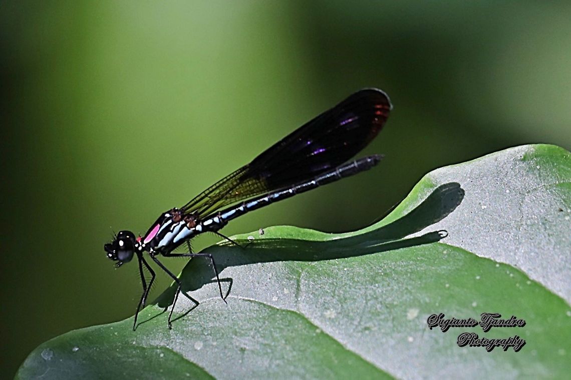 Jewel damselfly/Rhinocypha fenestrata, family Chlorocyphidae - male  Geotagged,Indonesia,Rhinocypha Fenestrata,Rhinocypha fenestrata,Winter