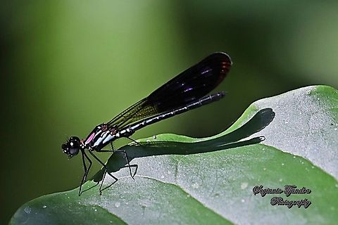 Jewel damselfly/Rhinocypha fenestrata, family Chlorocyphidae - male  Geotagged,Indonesia,Rhinocypha Fenestrata,Rhinocypha fenestrata,Winter