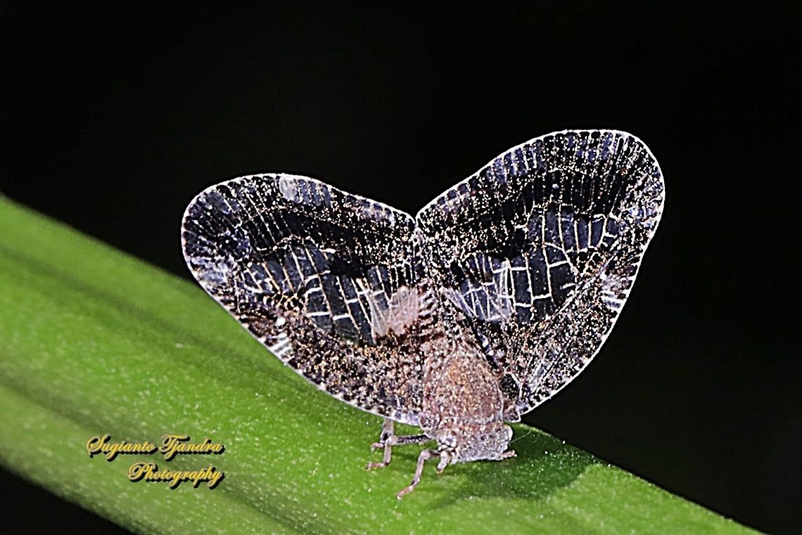 Ricaniid Planthopper, Ricaniidae.  Geotagged,Indonesia,Winter