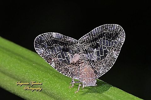 Ricaniid Planthopper, Ricaniidae.  Geotagged,Indonesia,Winter