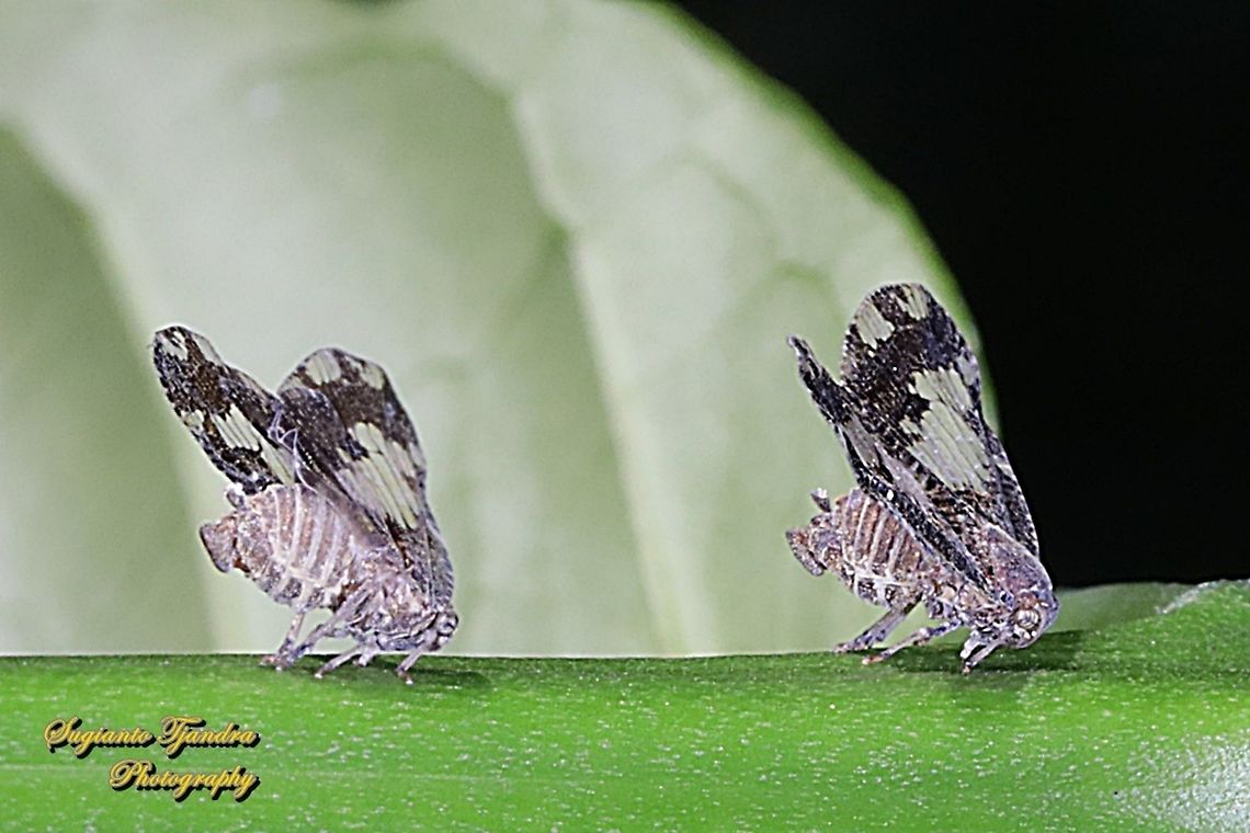 Ricaniid Planthopper, Ricaniidae.  Geotagged,Indonesia,Winter