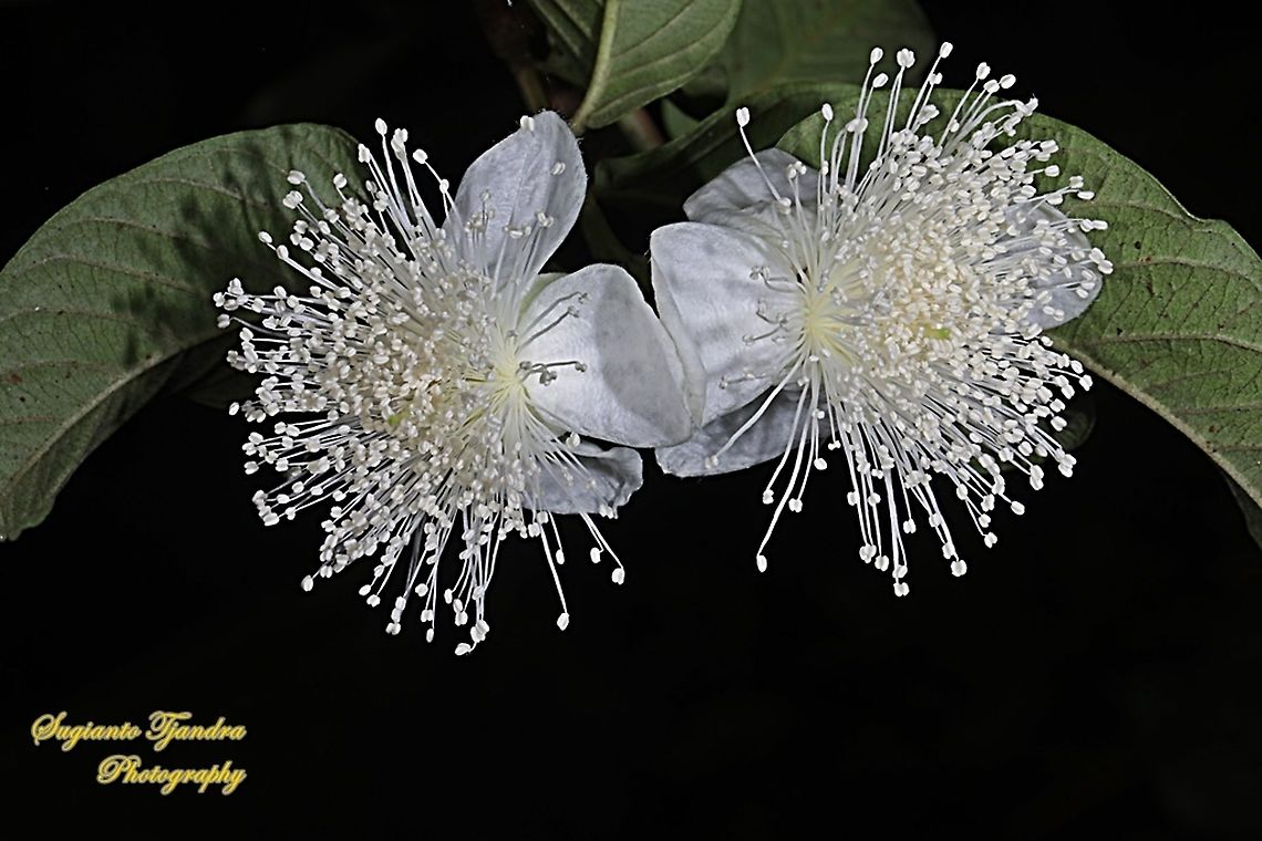 The flowers of apple guava (Psidium guajava)  Common guava,Geotagged,Indonesia,Psidium guajava,Winter