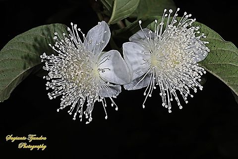 The flowers of apple guava (Psidium guajava)  Common guava,Geotagged,Indonesia,Psidium guajava,Winter