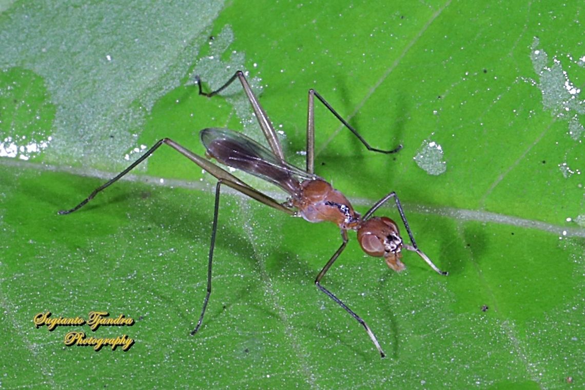 Stilt-Legged Fly (Taeniaptera trivittata), Family Micropezidae  Geotagged,Indonesia,Taeniaptera trivittata,Winter