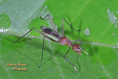 Stilt-Legged Fly (Taeniaptera trivittata), Family Micropezidae  Geotagged,Indonesia,Taeniaptera trivittata,Winter