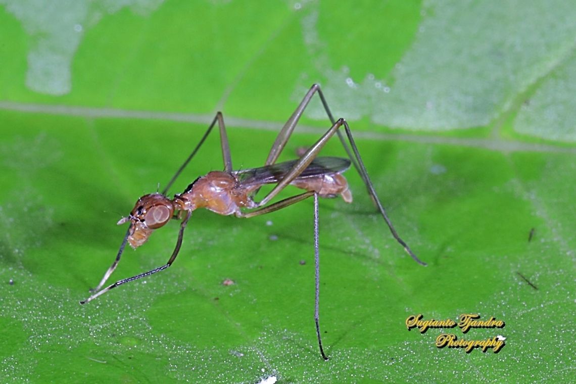 Stilt-Legged Fly (Taeniaptera trivittata), Family Micropezidae  Geotagged,Indonesia,Taeniaptera trivittata,Winter