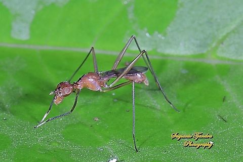 Stilt-Legged Fly (Taeniaptera trivittata), Family Micropezidae  Geotagged,Indonesia,Taeniaptera trivittata,Winter