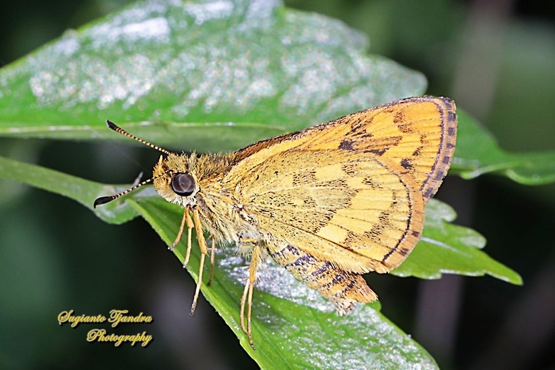 Skipper Butterfly - The Lesser Dart (Potanthus omaha)  Geotagged,Indonesia,Lesser dart,Potanthus omaha,Winter