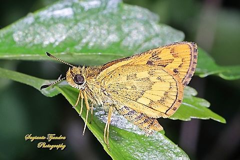 Skipper Butterfly - The Lesser Dart (Potanthus omaha)  Geotagged,Indonesia,Lesser dart,Potanthus omaha,Winter