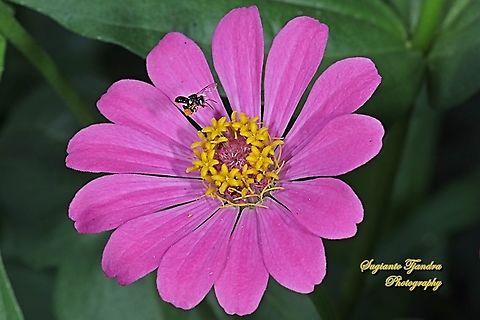 Stingless honey bee (Meliponini) looking for nectar on the Zinnia flower  Geotagged,Indonesia,Winter