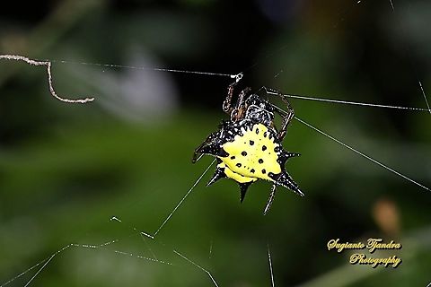 Hasselt's spiny spider, Gasteracantha hasselti, Araneidae Sp.  Gasteracantha hasselti,Geotagged,Hasselt's spiny spider,Indonesia,Winter