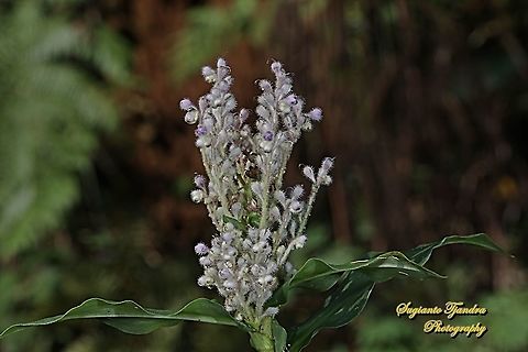 Hanjeli flower, Job's tears, Coix lacryma-jobi  Coix lacryma-jobi,Geotagged,Indonesia,Jobs tears,Winter