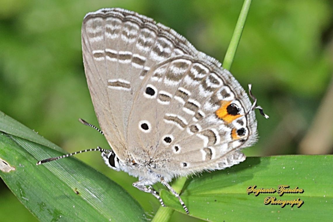 The Plains Cubid/Cycad Blue Butterfly (Chilades pandava)  Chilades pandava,Geotagged,Indonesia,Plains Cupid,Winter